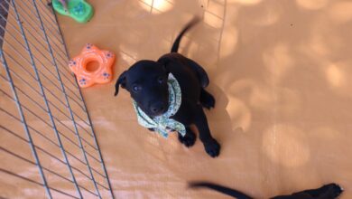 Prefeitura de Sorocaba realiza Mutirão de Castração de cães e gatos