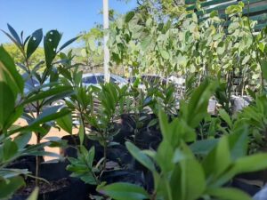 Casas do Cidadão de Sorocaba terão exposição “Torça pela Copa das Árvores” e doação de mudas a partir desta segunda-feira (21)