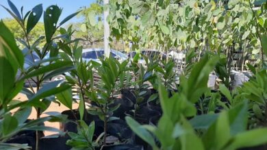 Casas do Cidadão de Sorocaba terão exposição “Torça pela Copa das Árvores” e doação de mudas a partir desta segunda-feira (21)