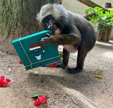 Animais são presenteados com mimos natalinos no Zoológico Municipal de Sorocaba