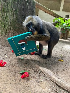 Animais são presenteados com mimos natalinos no Zoológico Municipal de Sorocaba