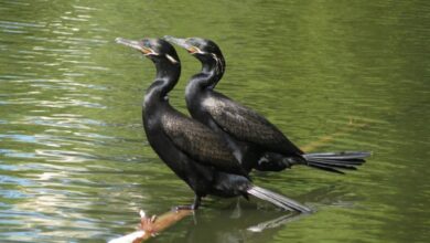 Última edição de 2022 do Coaves Kids acontece no Parque Natural “Chico Mendes” neste sábado (10)