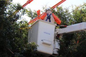 Entenda como funciona a poda ou supressão de uma árvore na cidade e saiba o passo a passo
