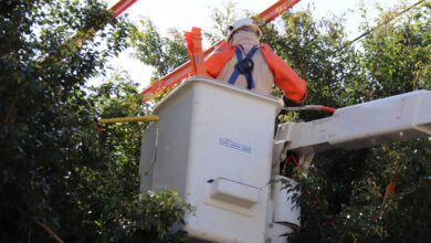 Entenda como funciona a poda ou supressão de uma árvore na cidade e saiba o passo a passo