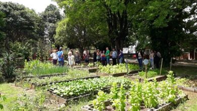 Frequentadores da Chácara do Idoso realizam primeira colheita da horta comunitária cultivada no local