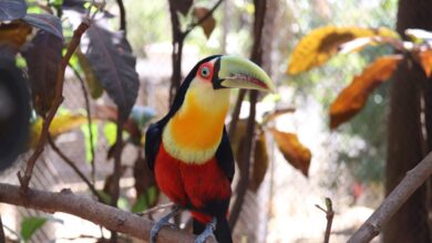 Abertas inscrições para o processo seletivo de residência em Medicina Veterinária no Zoológico Municipal de Sorocaba