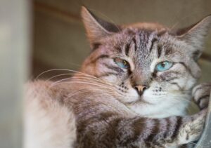 Ação educativa da campanha Dezembro Verde em Sorocaba trata sobre a questão do abandono de animais