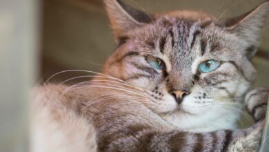 Ação educativa da campanha Dezembro Verde em Sorocaba trata sobre a questão do abandono de animais