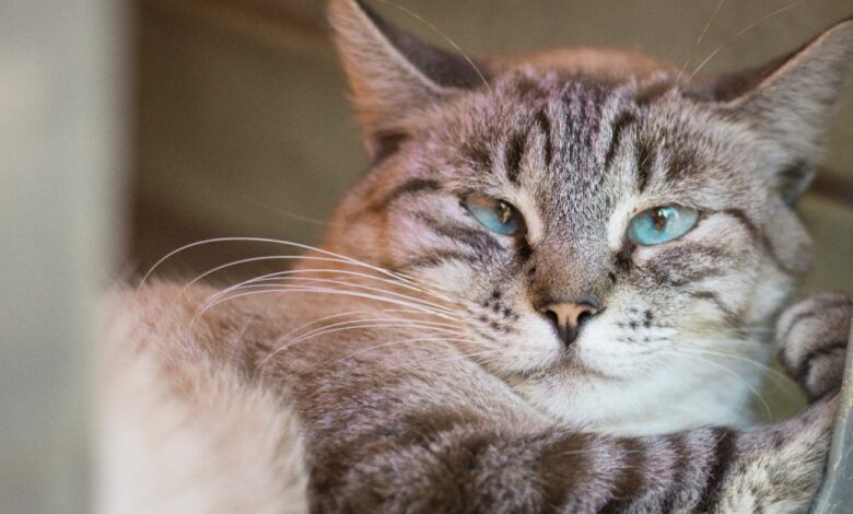 Ação educativa da campanha Dezembro Verde em Sorocaba trata sobre a questão do abandono de animais