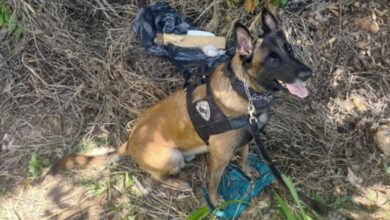 Canil da Guarda Civil Municipal de Sorocaba localiza