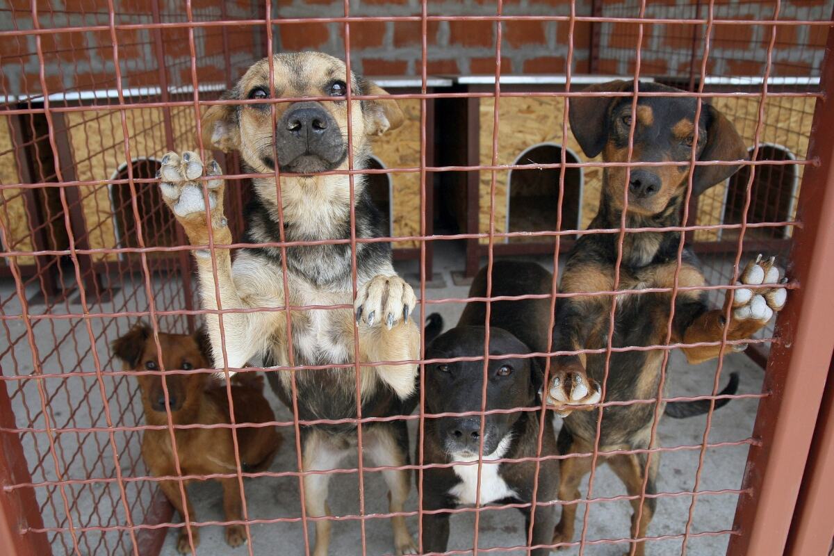 Parque do Campolim terá feira de adoção de animais neste sábado (30)