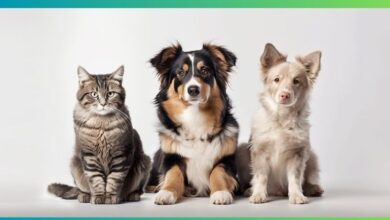 Dezembro Verde: blitz contra abandono de animais em Sorocaba