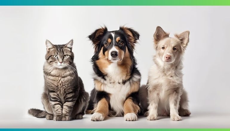 Dezembro Verde: blitz contra abandono de animais em Sorocaba