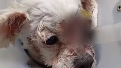 Cãozinho que sofreu maus-tratos é devolvido para a família pela Polícia Civil de Sorocaba