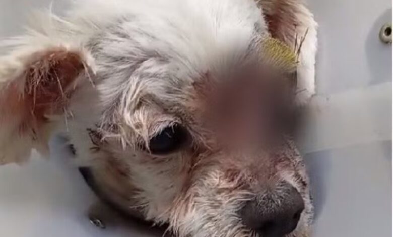 Cãozinho que sofreu maus-tratos é devolvido para a família pela Polícia Civil de Sorocaba