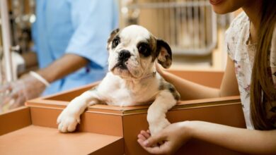 Parque Campolim recebe Feira de Adoção de Animais amanhã (20)