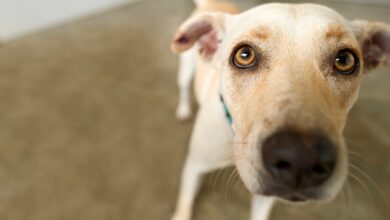 Ceagesp promoverá neste sábado (27) uma grande feira de adoção de animais