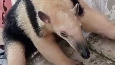 FLAGRA! Tamanduá-mirim “invade” casa em Sorocaba