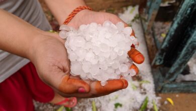 Árvores derrubadas e chuva de granizo ontem (27) em Sorocaba