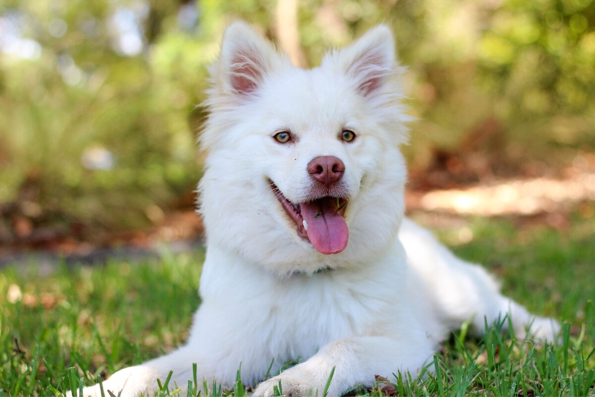 Feira de adoção de cachorros acontecerá neste sábado (06) em Sorocaba