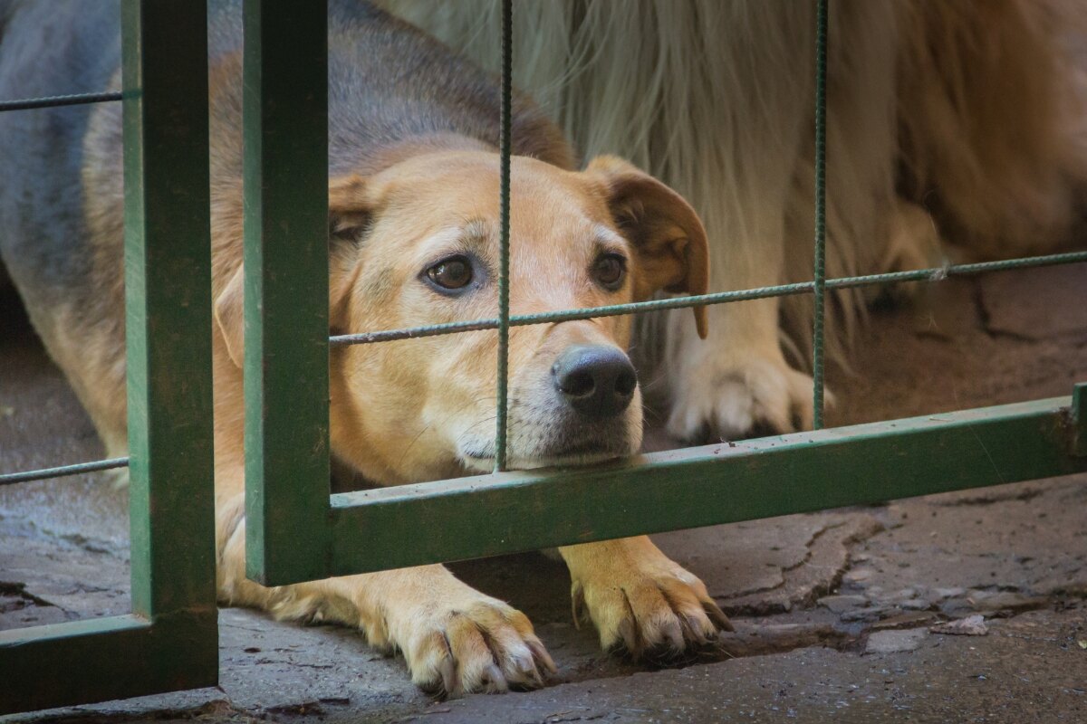 Agora é lei! Centros veterinários devem comunicar maus-tratos aos animais