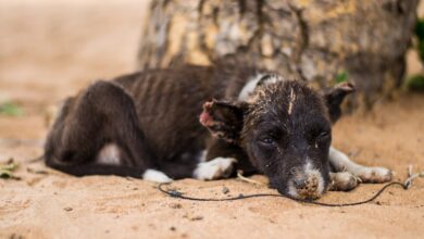 Agora é lei! Centros veterinários devem comunicar maus-tratos aos animais