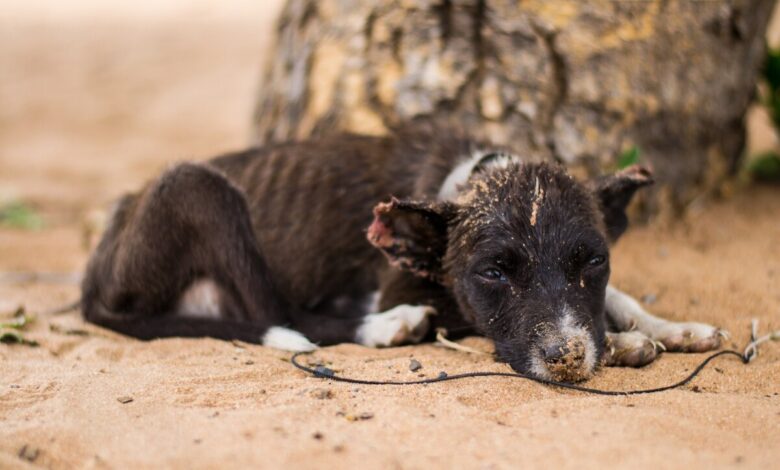 Agora é lei! Centros veterinários devem comunicar maus-tratos aos animais