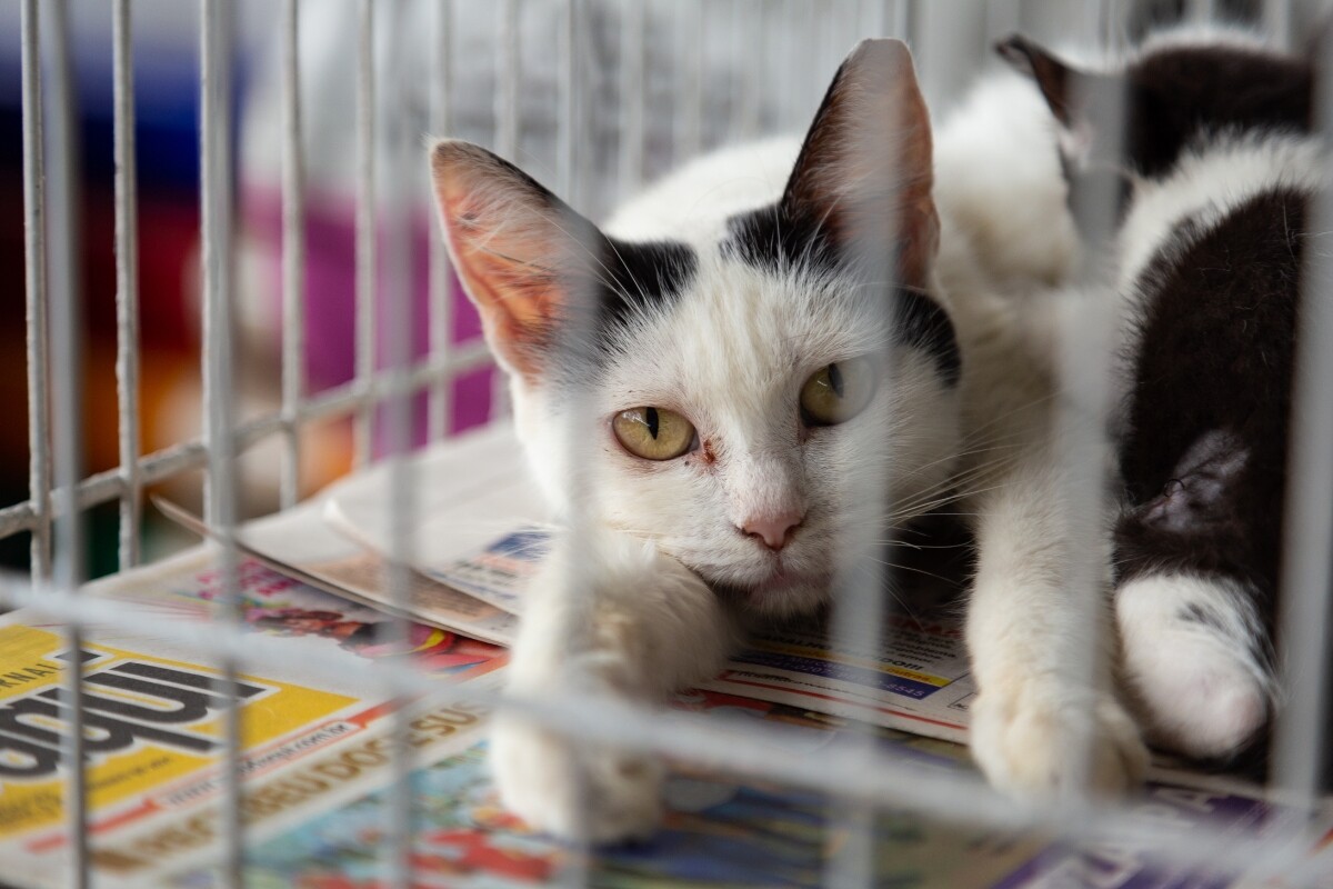 Quer adotar um gato? ONGs em Sorocaba podem AJUDAR