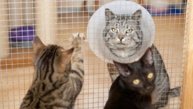 Quer adotar um gato? ONGs em Sorocaba podem AJUDAR