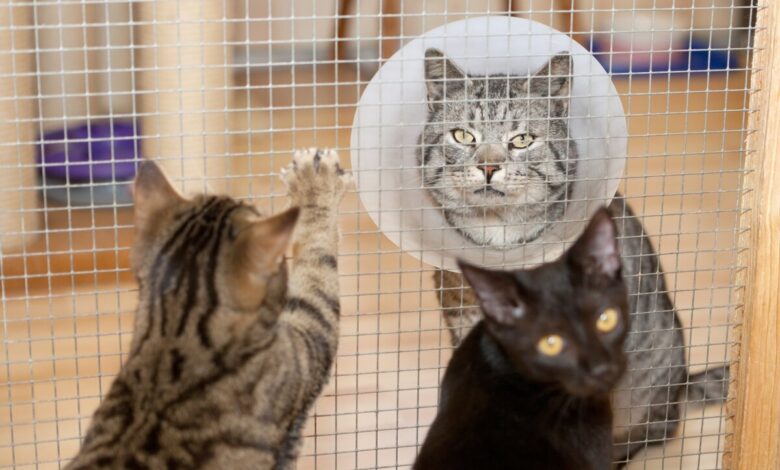 Quer adotar um gato? ONGs em Sorocaba podem AJUDAR