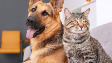 Feira de adoção de animais acontecerá amanhã em Sorocaba