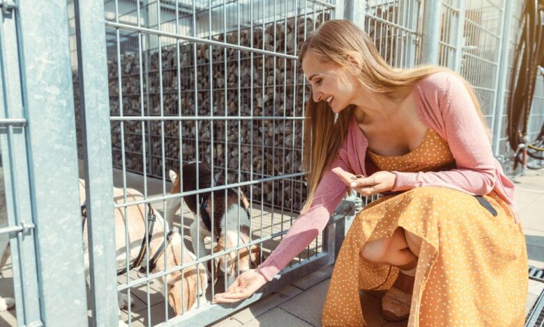 Parque Campolim receberá feira de adoção neste sábado (17)