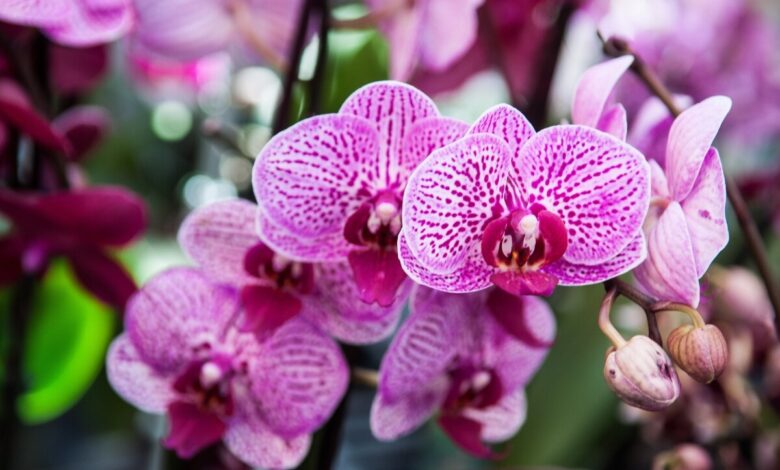 Sorocabanos que gostam de orquídea RECEBERÃO PRESENTE no Jardim Botânico domingo (18)