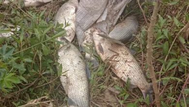 O que está acontecendo? Peixes são encontrados mortos no Rio Sorocaba