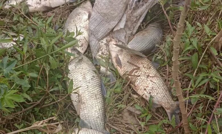 O que está acontecendo? Peixes são encontrados mortos no Rio Sorocaba