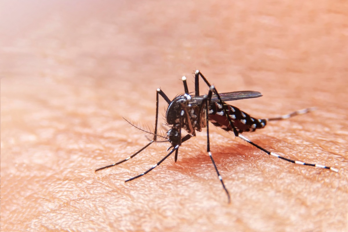Como evitar a proliferação do mosquito da dengue em Sorocaba