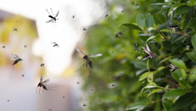 Como evitar a proliferação do mosquito da dengue em Sorocaba