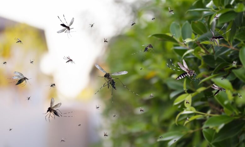 Como evitar a proliferação do mosquito da dengue em Sorocaba