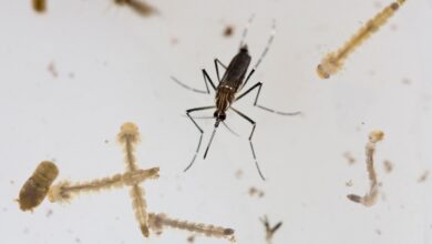 Epidemia de dengue em Sorocaba alerta sobre perigo