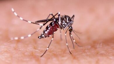 dengue escolas atendimento mosquito sintomas diferenças