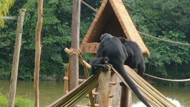 macaco