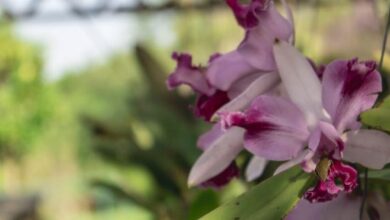 orquídeas