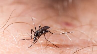 Aumento nos casos de dengue preocupam a Prefeitura de Sorocaba