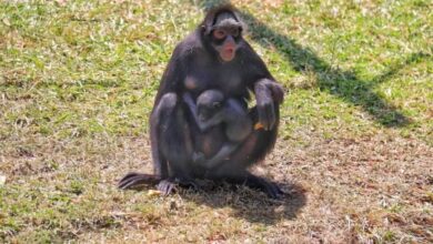 Escolha AGORA o nome do mais novo macaquinho do Zoológico de Sorocaba; saiba como