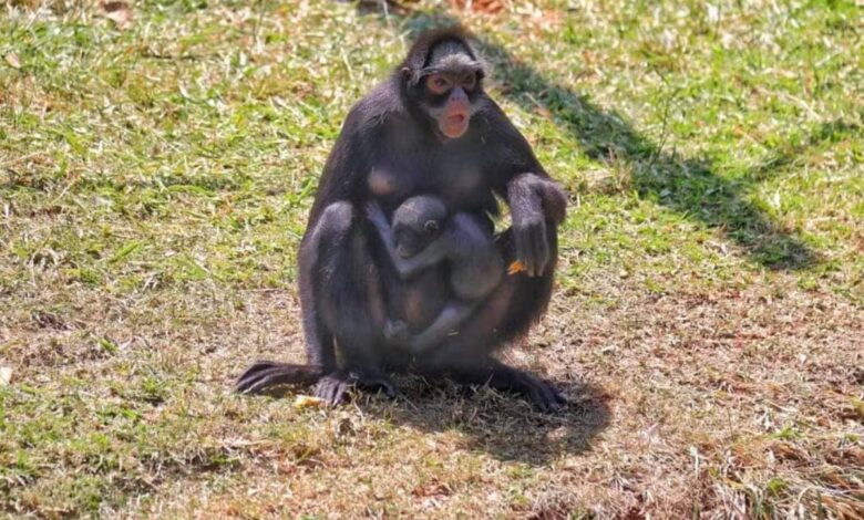 Escolha AGORA o nome do mais novo macaquinho do Zoológico de Sorocaba; saiba como