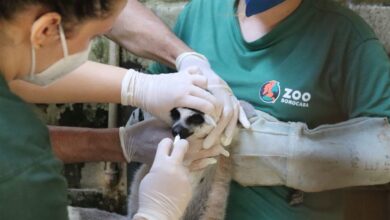primatas toxoplasmose