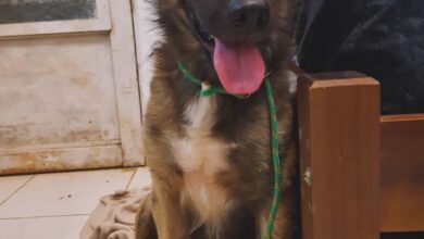 ADOÇÃO: Estudantes se mobilizam para ajudar CÃES ABANDONADOS em UNIVERSIDADE há pelo menos 12 ANOS. (Foto: Reprodução/Redes Sociais).