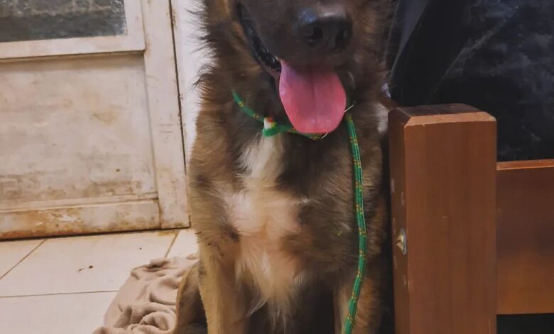 ADOÇÃO: Estudantes se mobilizam para ajudar CÃES ABANDONADOS em UNIVERSIDADE há pelo menos 12 ANOS. (Foto: Reprodução/Redes Sociais).