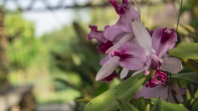 Workshop “O uso das plantas na Aromaterapia” acontece sábado (09/04) no Jardim Botânico