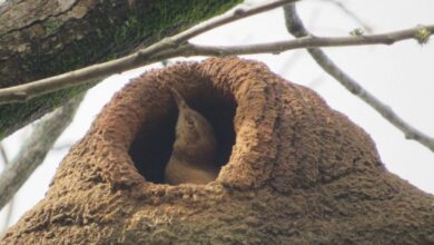 ENCONTRO GRATUITO de observação de aves para CRIANÇAS acontece dia 4 de maio em Sorocaba
